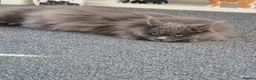 Maine Coon cats for sale: Maine coon kittens  - Advert 1