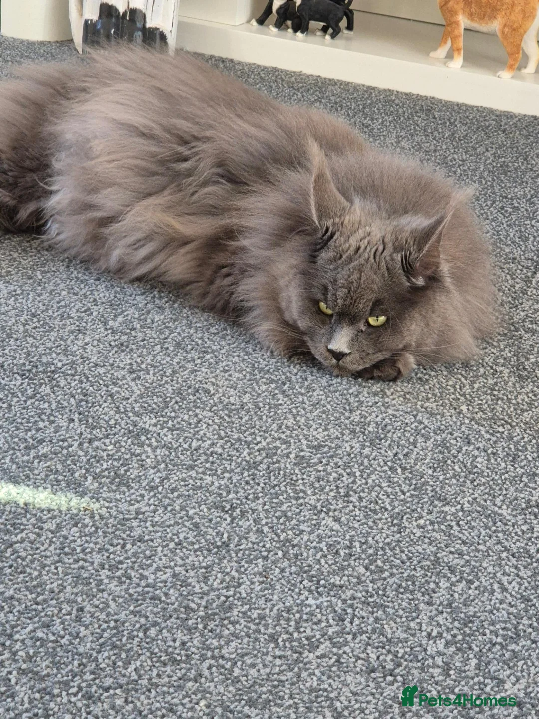 Maine Coon cats for sale: Maine coon kittens  - Advert 1
