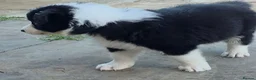 Border Collie dogs for sale: ​Border Collie Pups: Rare Slate Merle & B/W - Advert 7