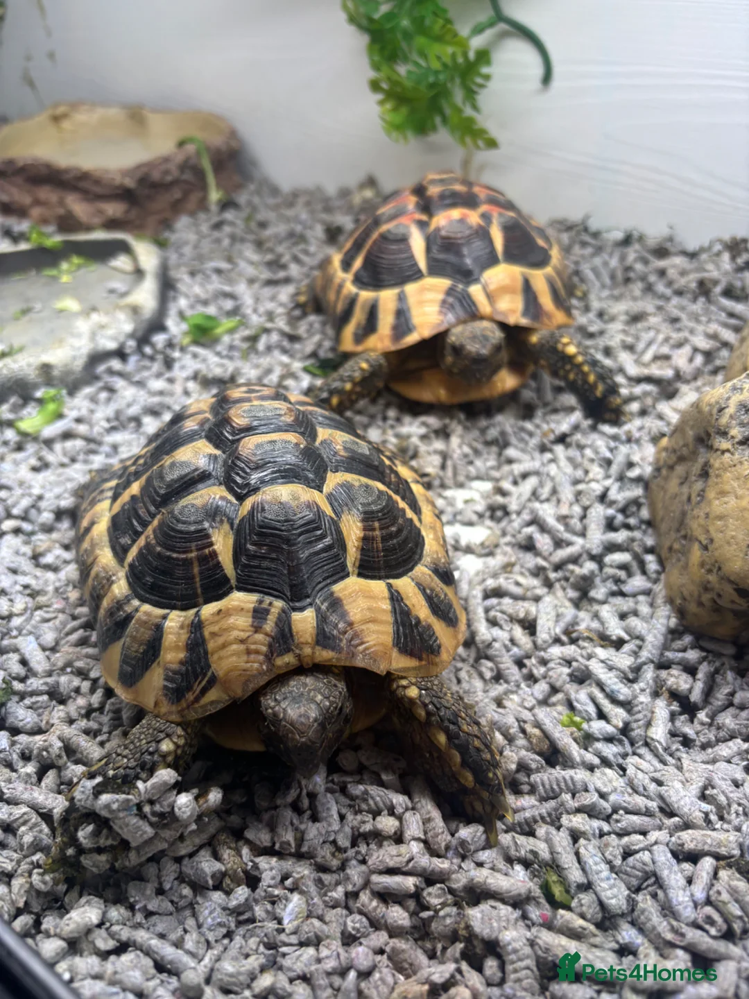Hermann Tortoise reptiles for sale: 2 tortoise and housing  in Sutton Coldfield - Advert 6