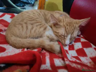 British Shorthair cats Last cheeky ginger boy kitten - Advert 2