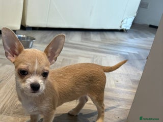 Chihuahua dogs Chihuahua last male reduce - Advert 11