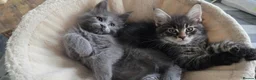 Maine Coon cats for sale: Maine coon kitten  - Advert 19