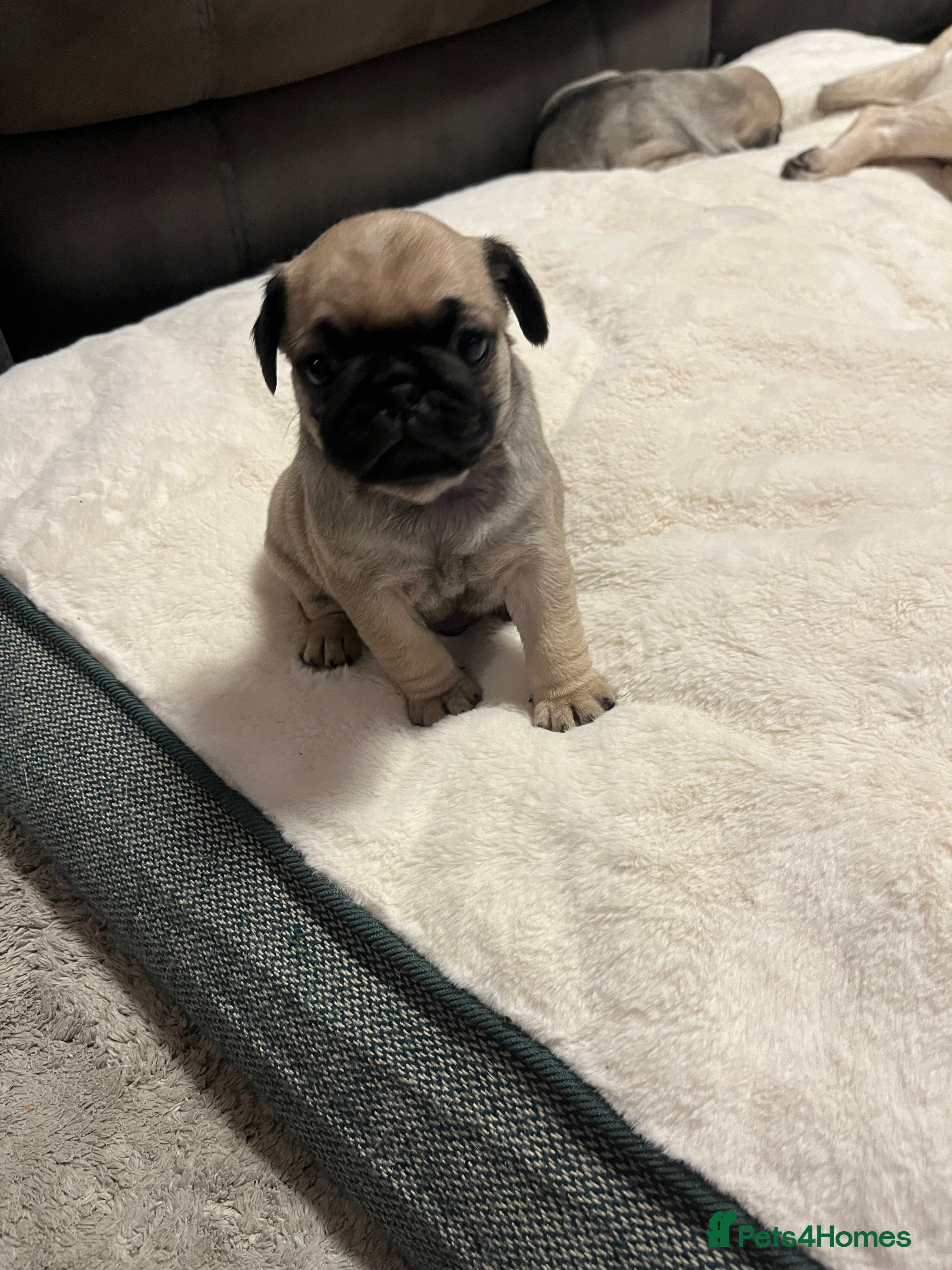 Pug dogs 2 boys 3 girls pugs for sale leeds  - Advert 10