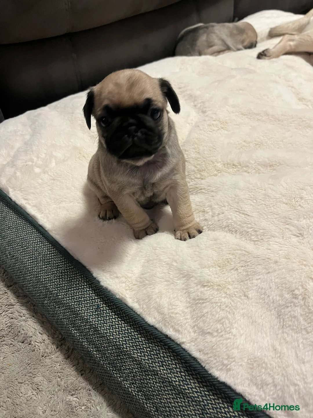 Pug dogs for sale: Top quality Pedigree pugs kc registered leeds - Advert 7