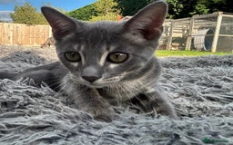 Bengal cats for sale: Striking Blue TICA Male Bengal Kittens 💙  - Image 33