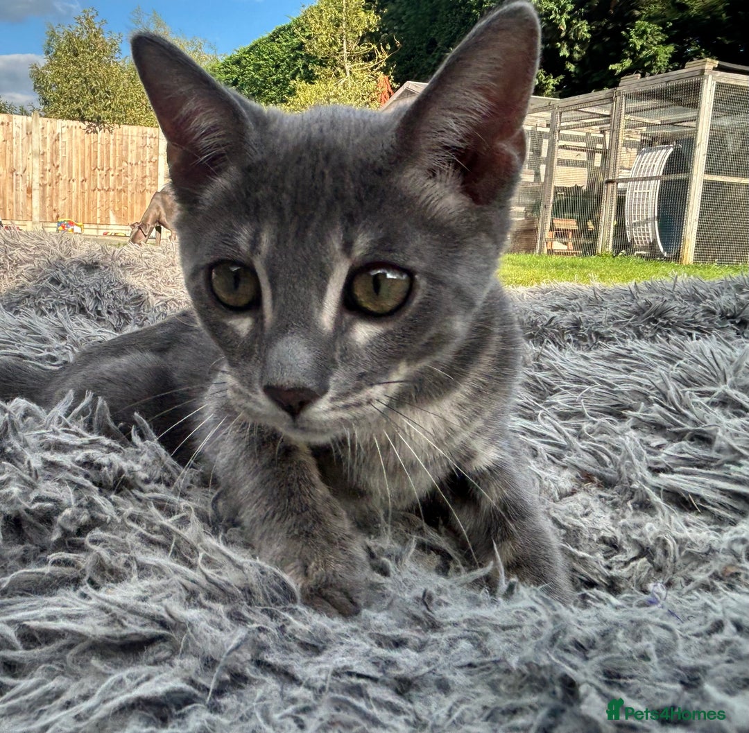 Bengal cats for sale: Striking Blue TICA Male Bengal Kittens 💙  - Image 33