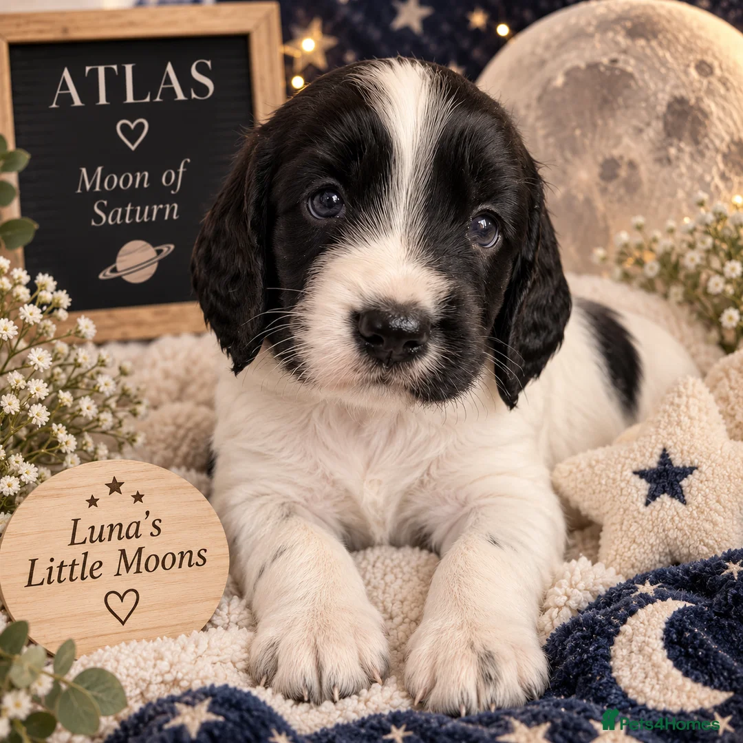 English Springer Spaniel dogs for sale: 🐾 KC Reg Springer Spaniels 🐾 - Advert 17