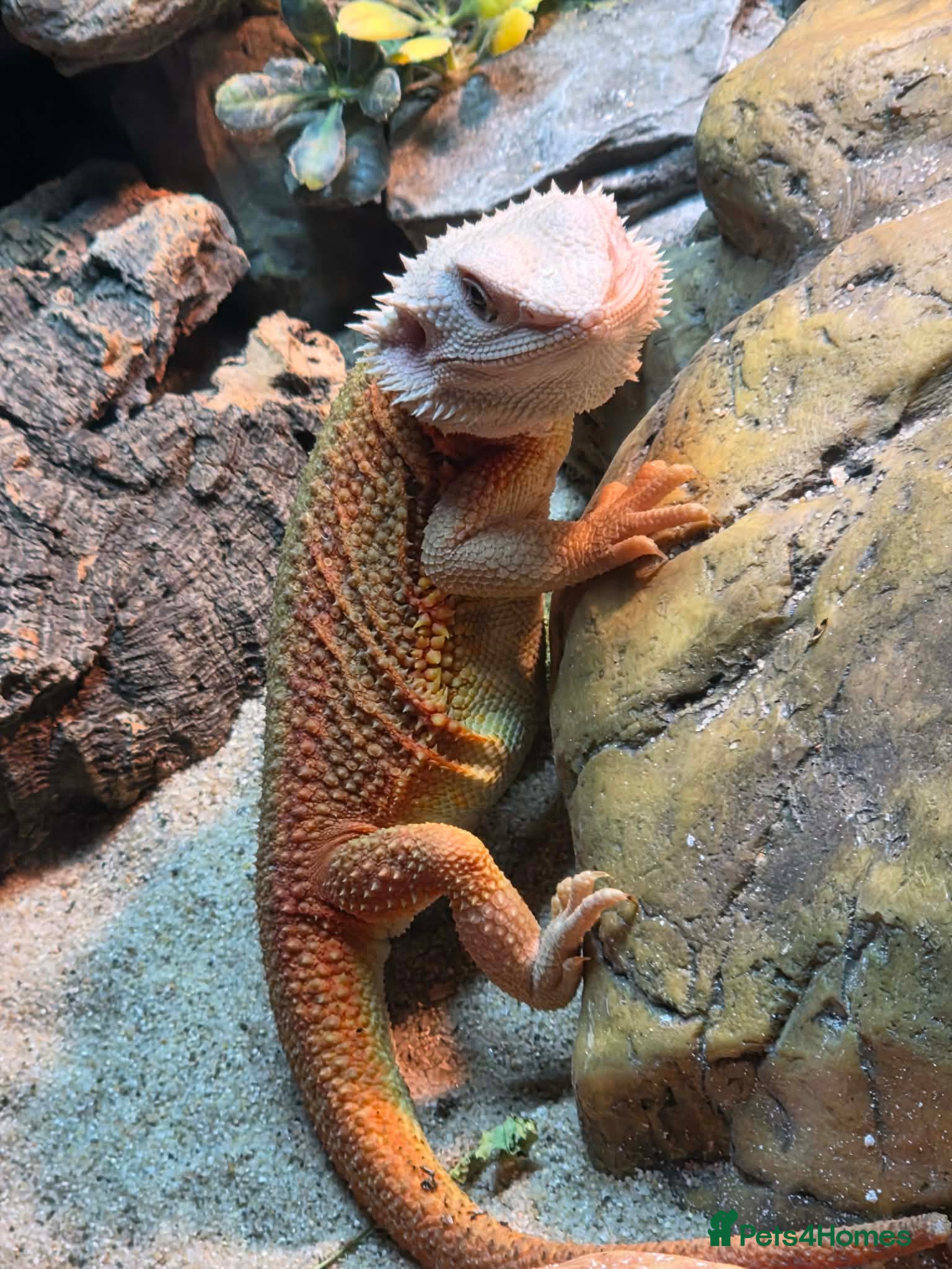 Bearded Dragon reptiles 5month bearded dragon  - Advert 1