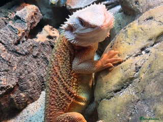 Bearded Dragon reptiles 5month bearded dragon - Advert 1