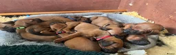 Rhodesian Ridgeback dogs for sale: Rhodesian Ridgeback Puppies - Advert 13