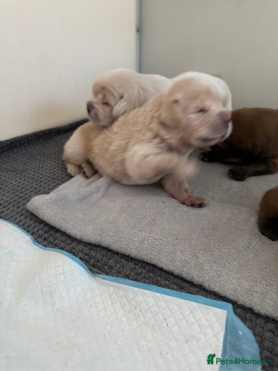 Tibetan Mastiff dogs for sale: Chinese Tibetan mastiff pups  - Image 19