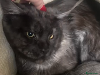 Maine Coon cats Maincoon kitten - Advert 7