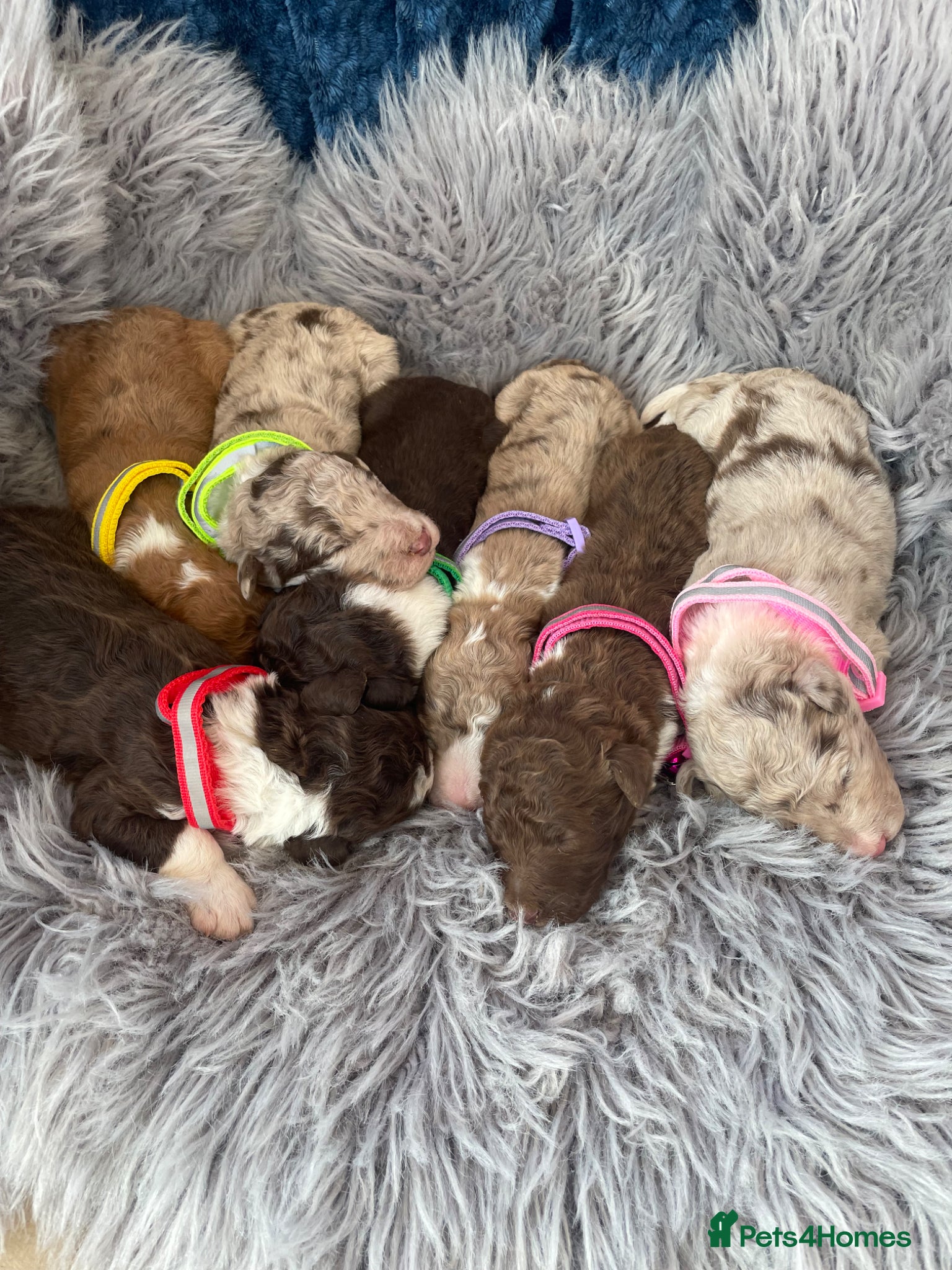 Bordoodle dogs Bordoodle boys and girls  - Advert 4