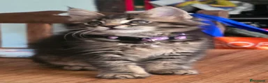 Maine Coon Kitten 3