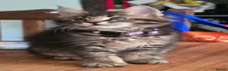 Maine Coon cats for sale: Big Strong Maine Coon Kittens - Advert 28