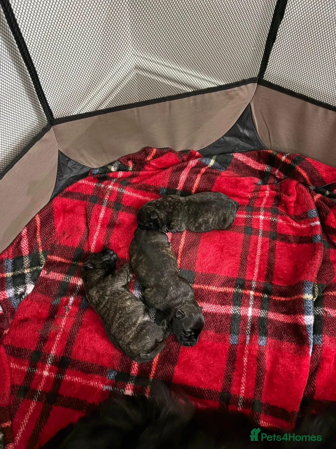 Scottish Terrier dogs for sale: Available Trained Scottish Terrier Pups. - Advert 2