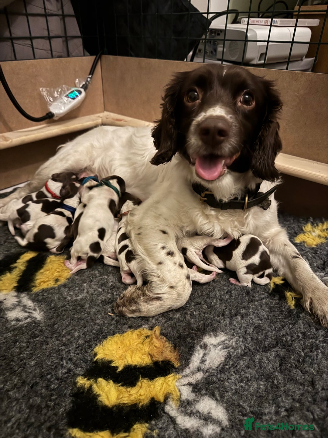 English Springer Spaniel dogs for sale: Beautifully marked, kc registered, legally docked. - Advert 5