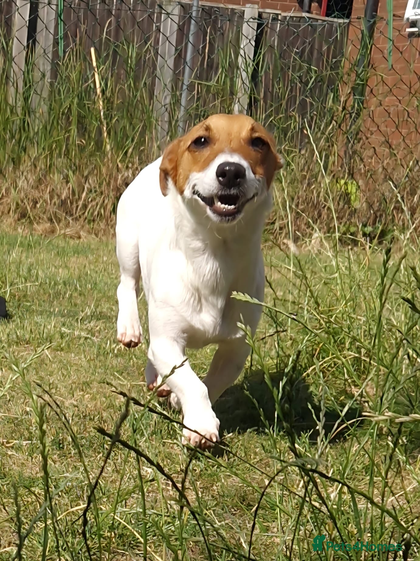 Mixed Breed dogs 🐾 Meet Jake – A Happy, Bouncy Young Terrier! 🐾 - Advert 3