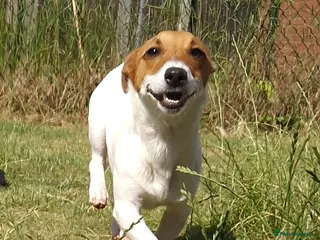 Mixed Breed dogs 🐾 Meet Jake – A Happy, Bouncy Young Terrier! 🐾 - Advert 3