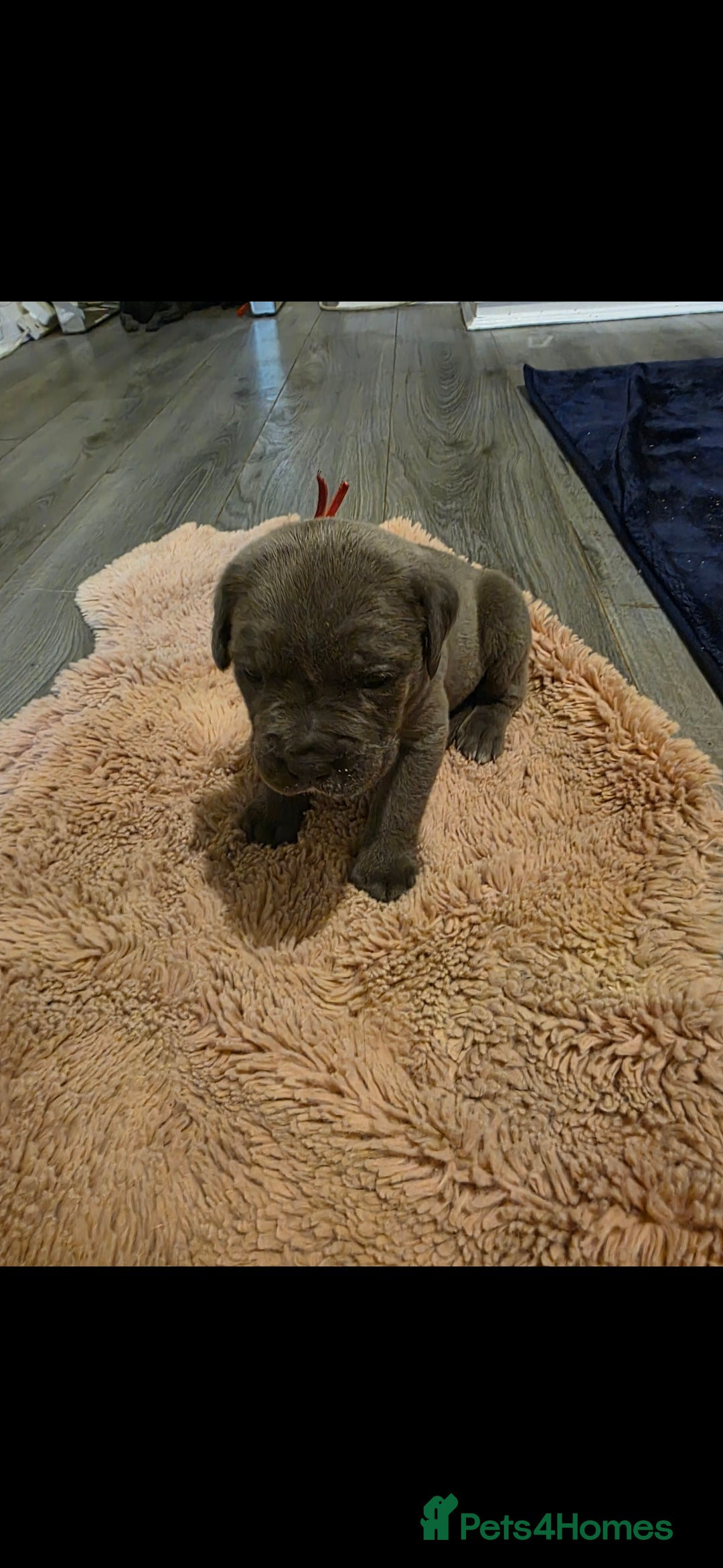 Cane Corso dogs for sale: Baby cane corsa - Image 3