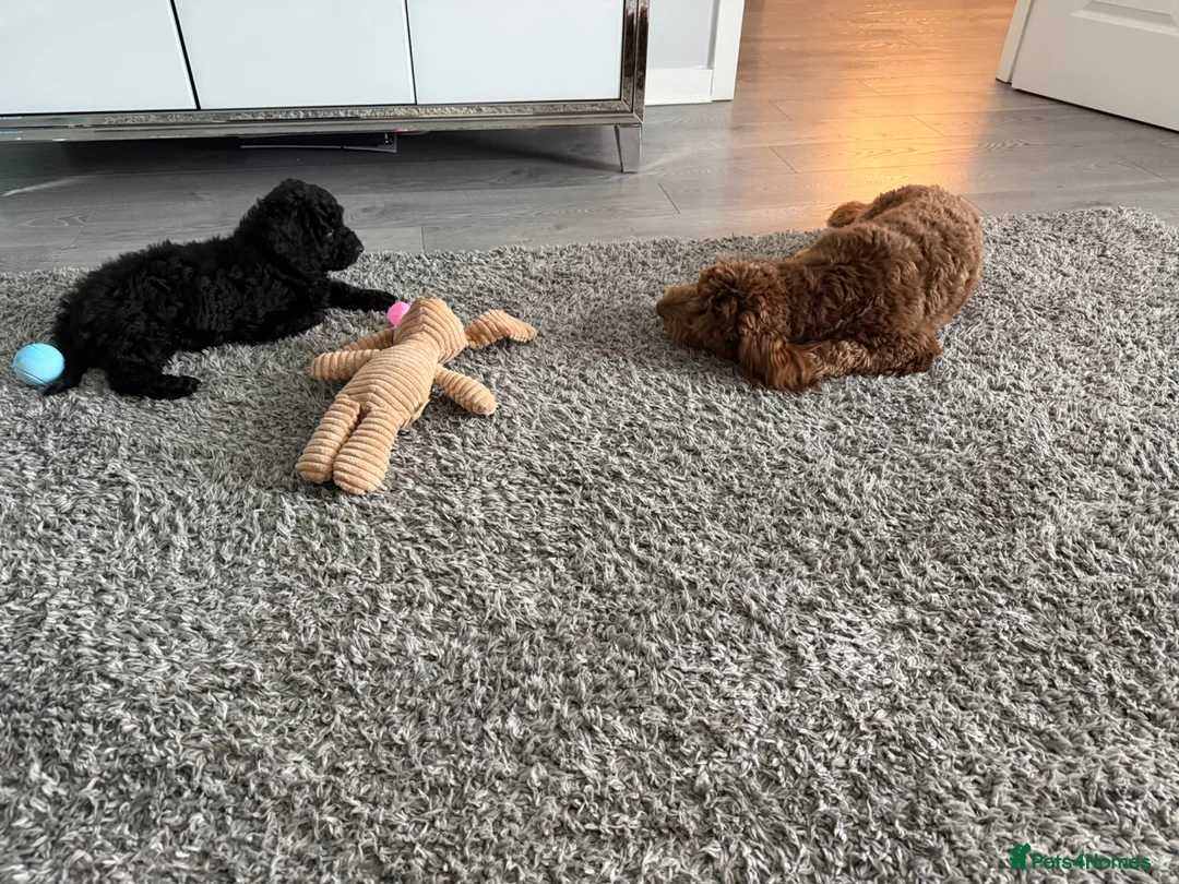 Cockapoo dogs for sale: 2 cockapoos for sale - Advert 7