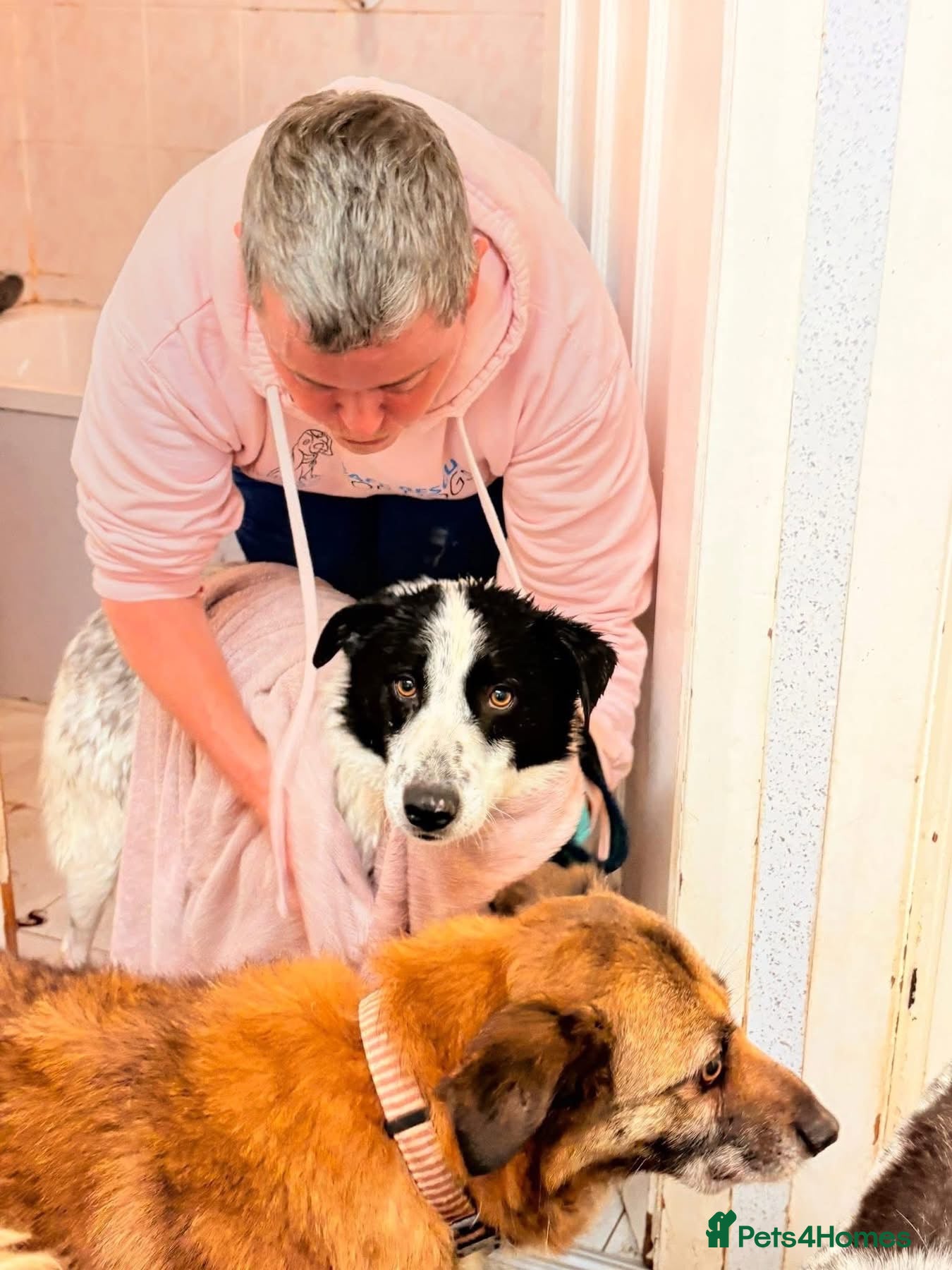 Mixed Breed dogs Desmond - Norwich Norfolk  - Advert 1