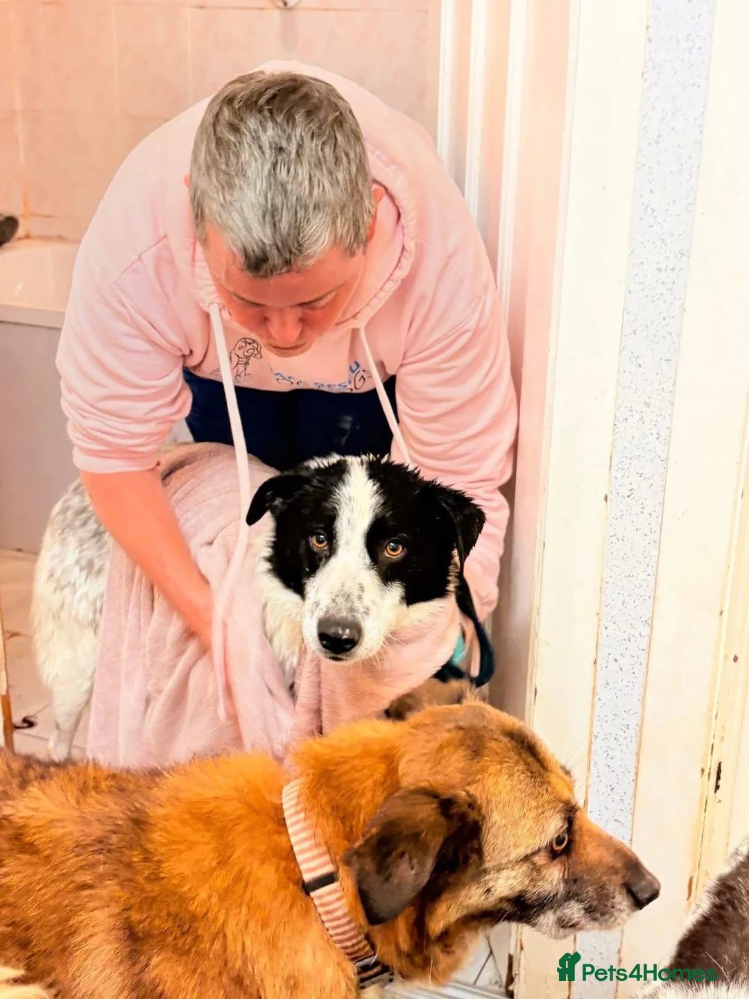 Mixed Breed dogs for adoption: Desmond - Norwich Norfolk  - Advert 1