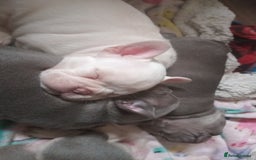 French Bulldog dogs for sale: Beautiful blue an green eyed frenchie puppies  - Image 12