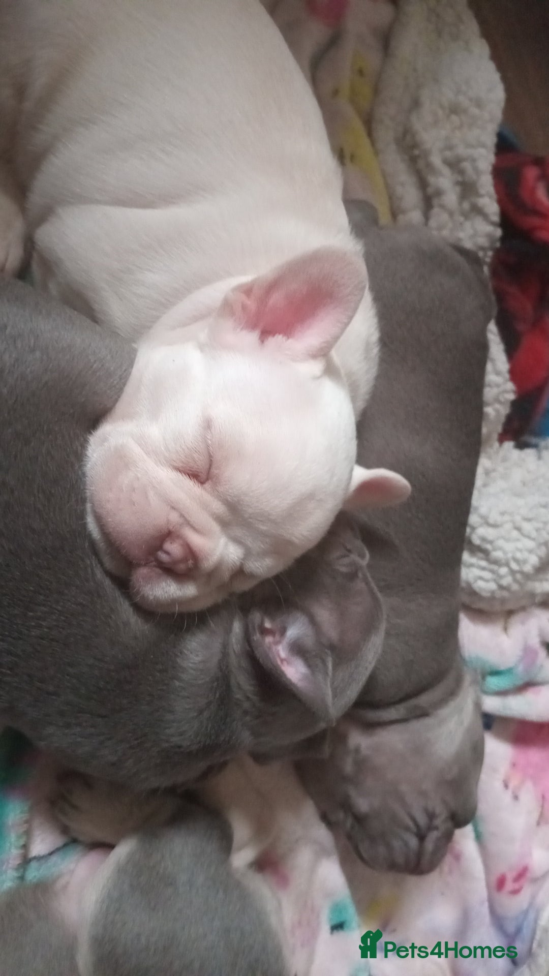 French Bulldog dogs for sale: Beautiful blue an green eyed frenchie puppies  - Image 12