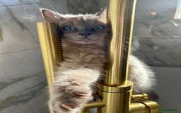 Ragdoll cats for sale: Female kitten ragdoll  - Image 2