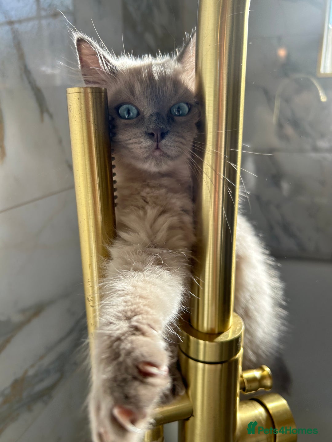 Ragdoll cats for sale: Female kitten ragdoll  - Image 2