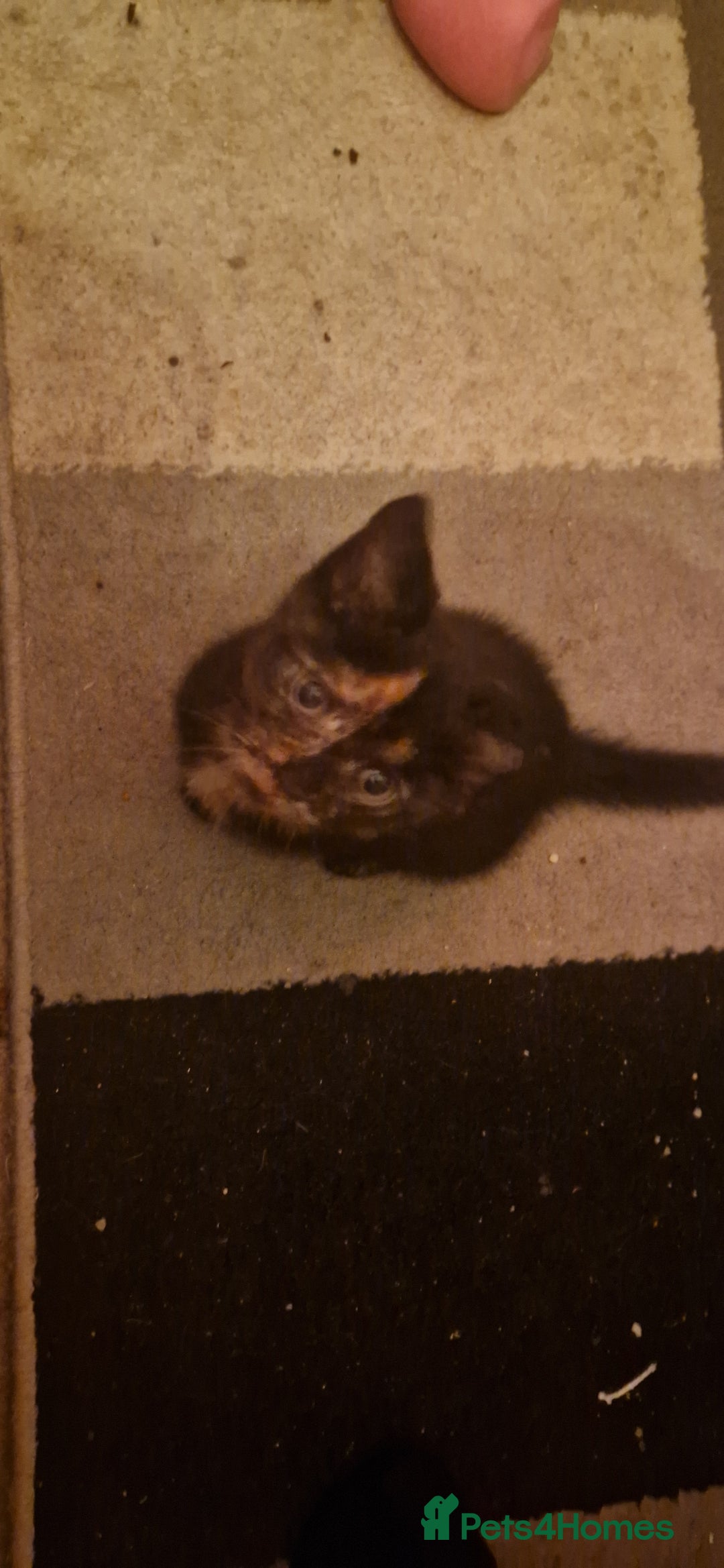 European cats for sale: Tortoiseshell kittens, and cat - Image 4