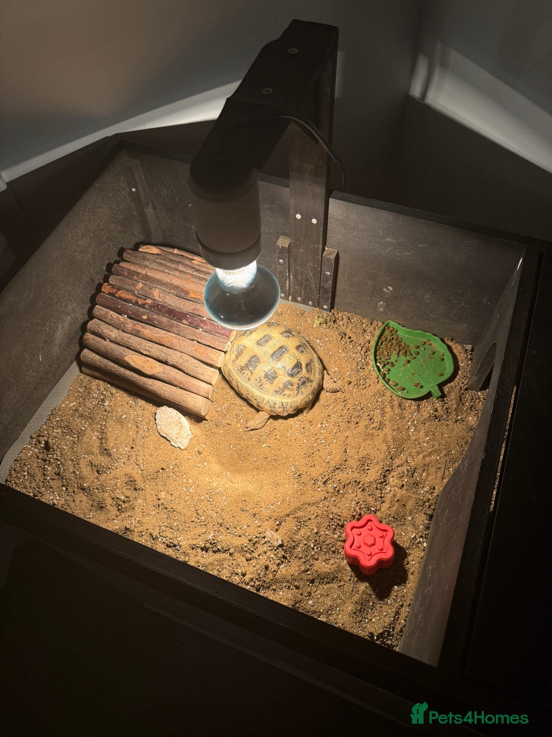 Hermann Tortoise reptiles for sale: Hermann tortoise  - Image 3