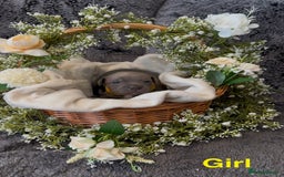 Staffordshire Bull Terrier dogs for sale: Stunning Staff Puppies  - Image 20