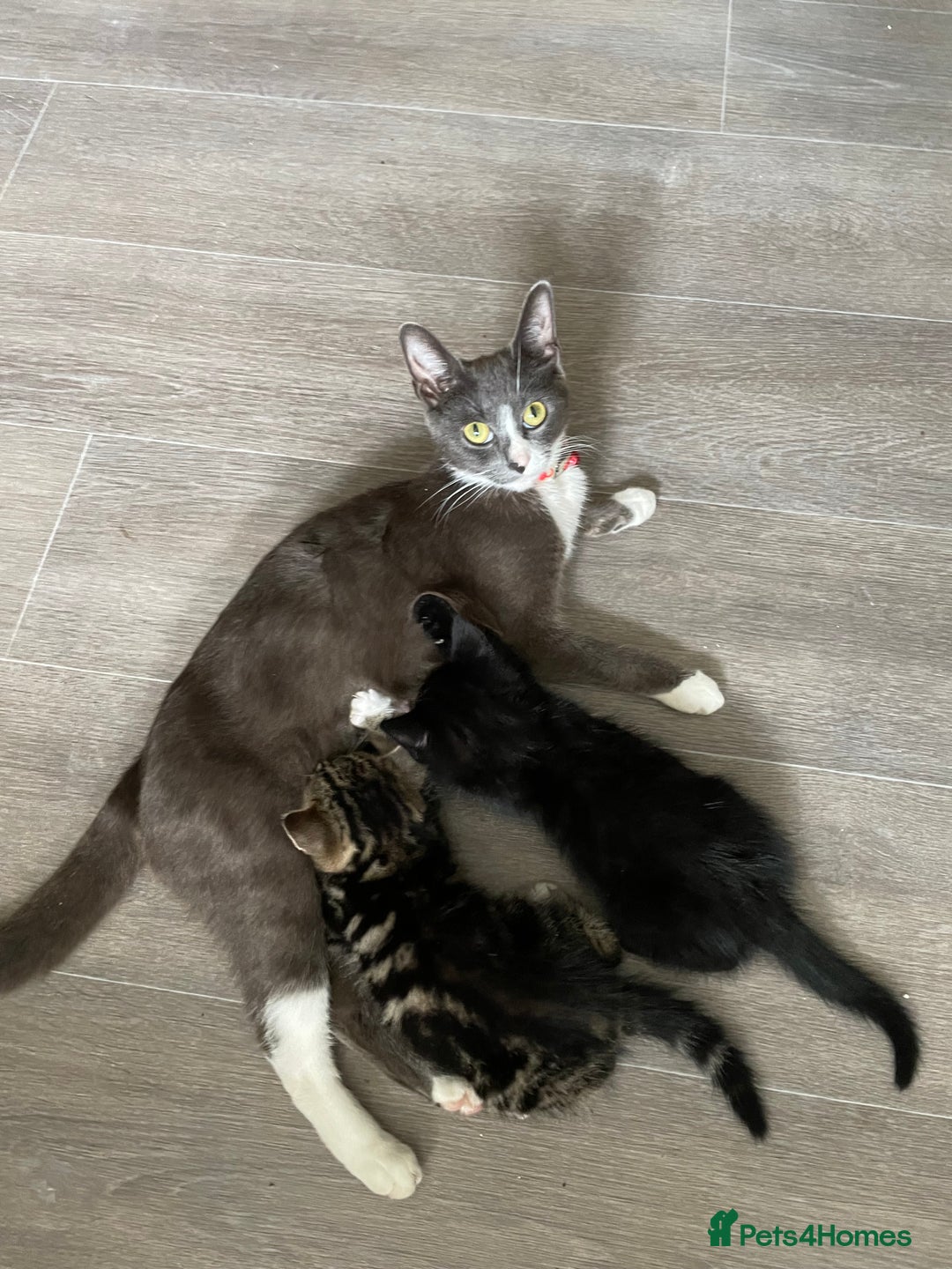 Domestic Shorthair cats for sale: 1 LAST BLACK KITTEN LEFT 🐾 - Image 20