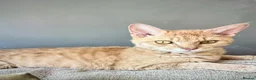 Mixed Breed cats for sale: Beautiful Maine Coon x Rex kittens - Advert 11