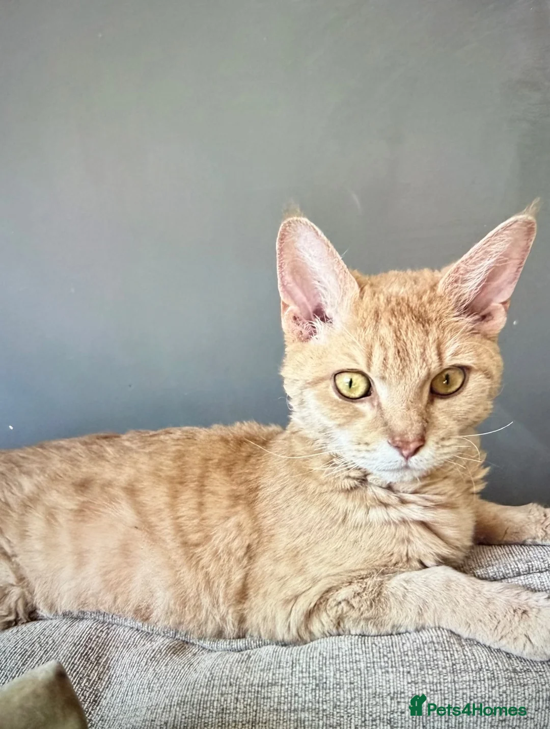 Mixed Breed cats for sale: Beautiful Maine Coon x Rex kittens - Advert 11