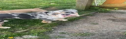 Olde English Bulldogge dogs for sale: Mabel  - Advert 1