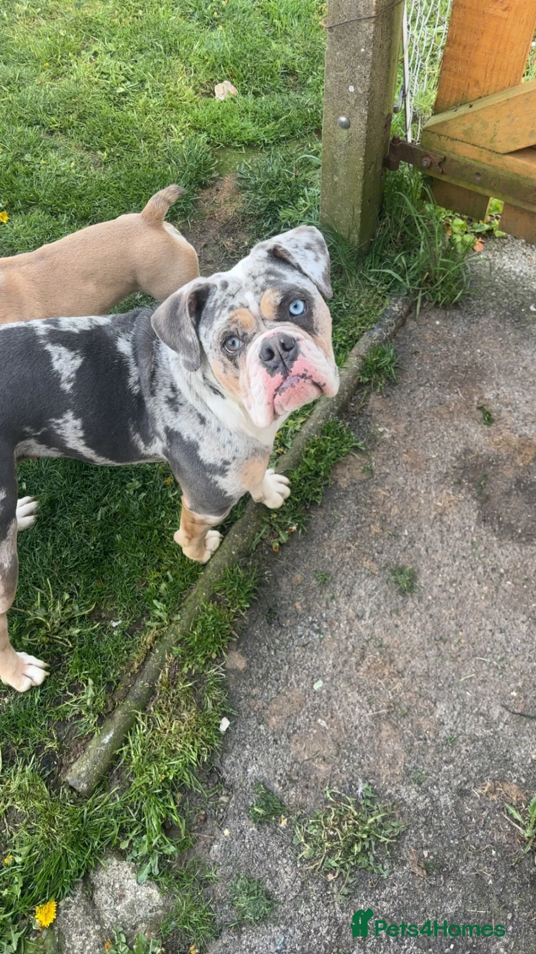 Olde English Bulldogge dogs for sale: Mabel  - Advert 1