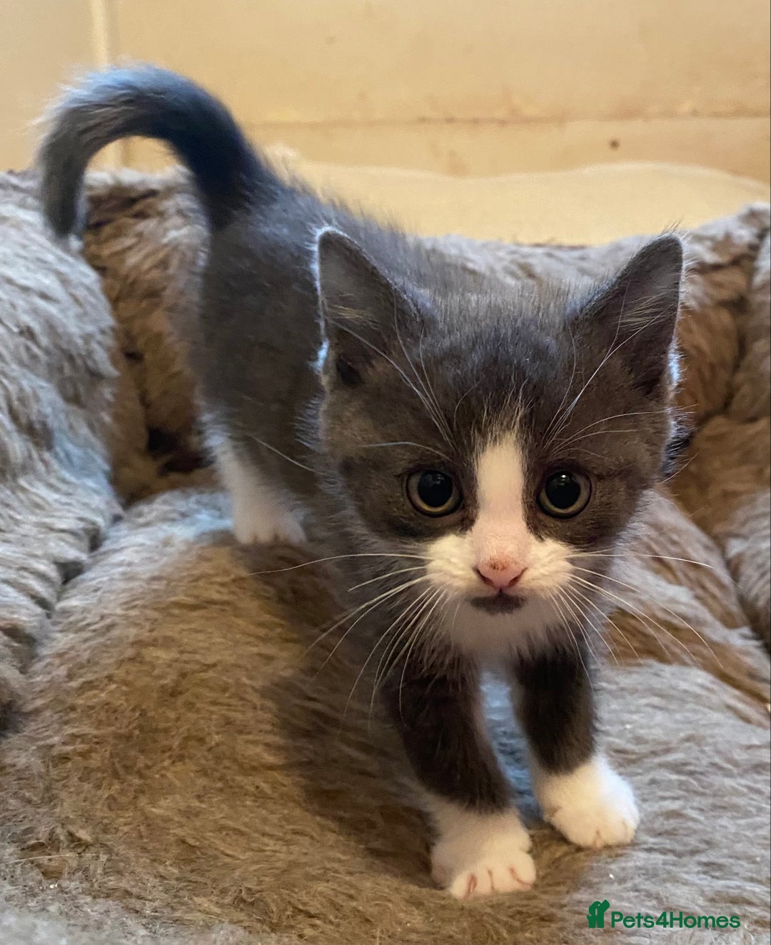 Mixed Breed cats for sale: Stunning part Siamese male kitten  - Image 5