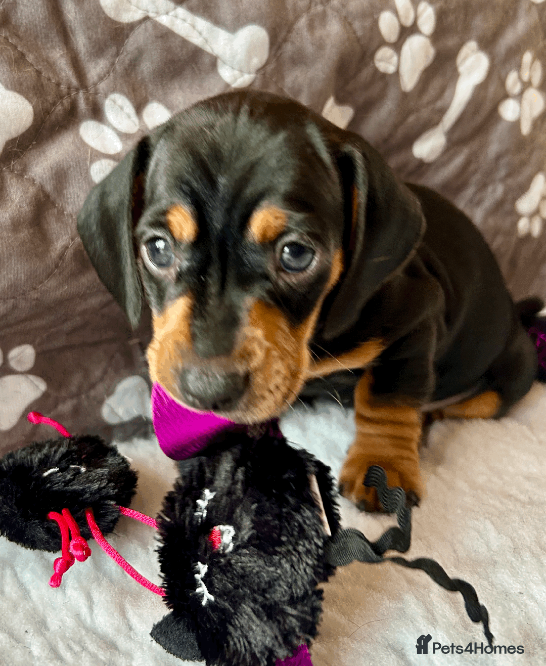 Dachshund dogs for sale: Beautiful Dachshund Puppies Ready to go 8th Nov  - Image 29