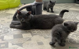 British Shorthair cats for sale: GCCF active mum and daughter blue BSH - Image 16