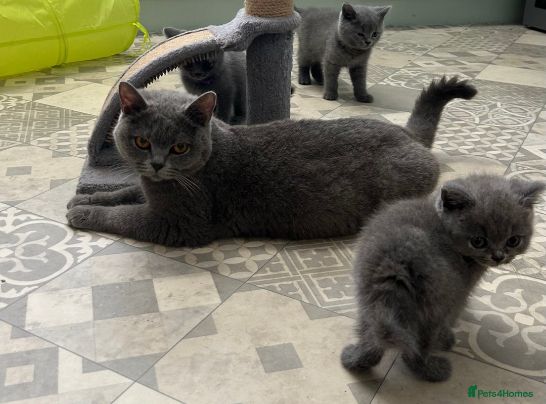 British Shorthair cats for sale: GCCF active mum and daughter blue BSH - Image 16