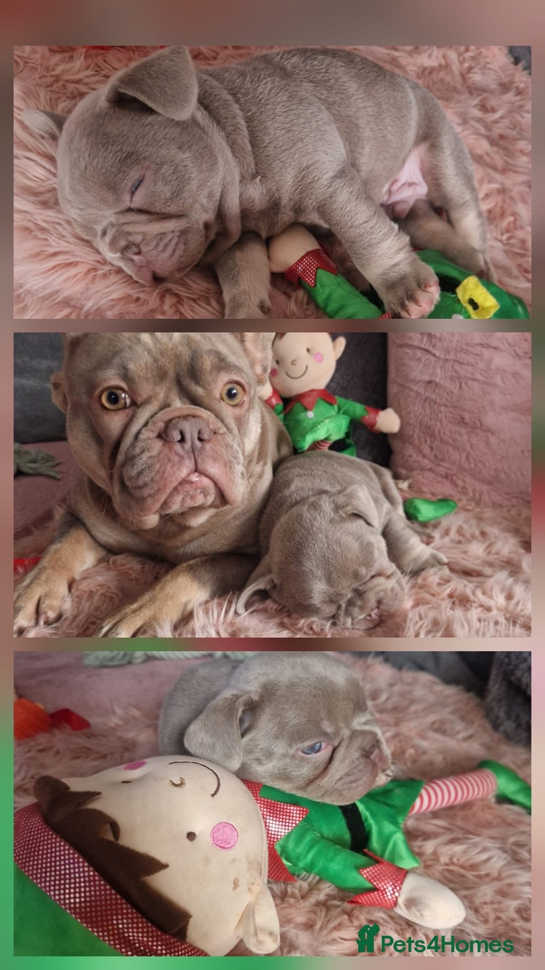 French Bulldog dogs Isabella Frenchie  - Advert 7