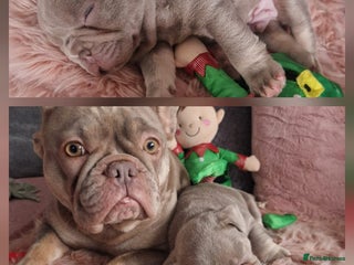 French Bulldog dogs Isabella Frenchie - Advert 7