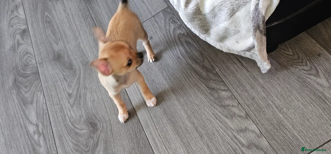 Chihuahua dogs for sale: Chiuahuah pups......lilac merle, fawn, white brown - Advert 14