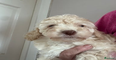 Cockapoo dogs - Advert 3