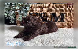 Shih Tzu dogs for sale: Stunning KC chocolate imperial Shihtzu puppies - Image 34