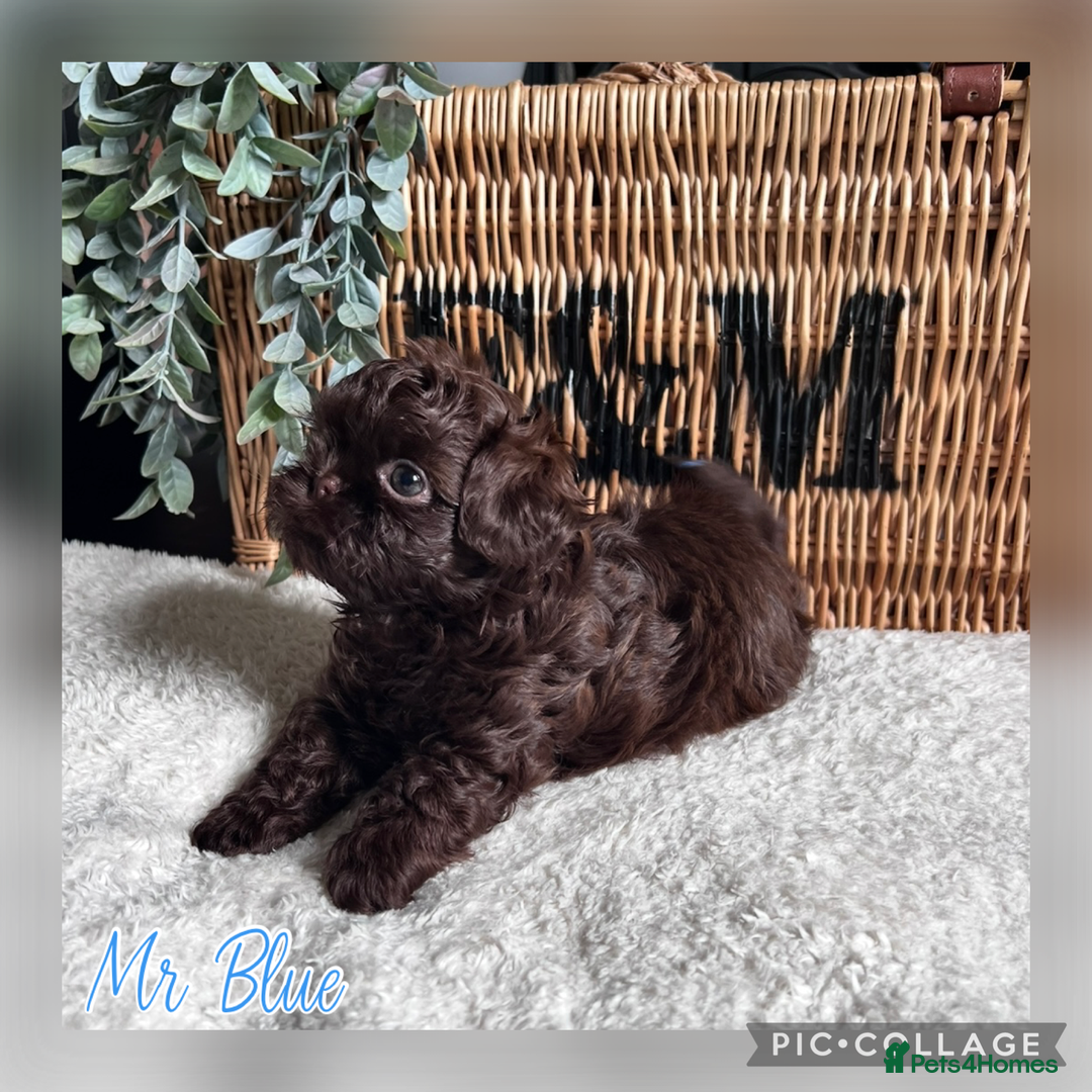 Shih Tzu dogs for sale: Stunning KC chocolate imperial Shihtzu puppies - Image 34